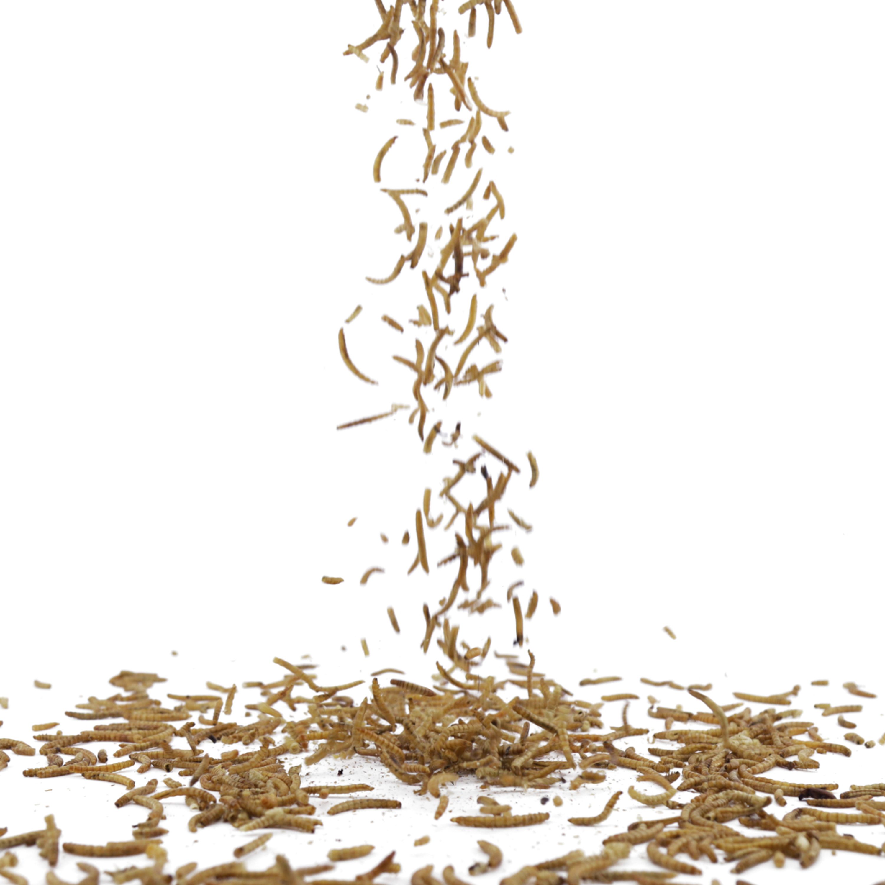 Getrocknete Mehlwürmer 2kg | Vogelfutter | CJ Wildlife